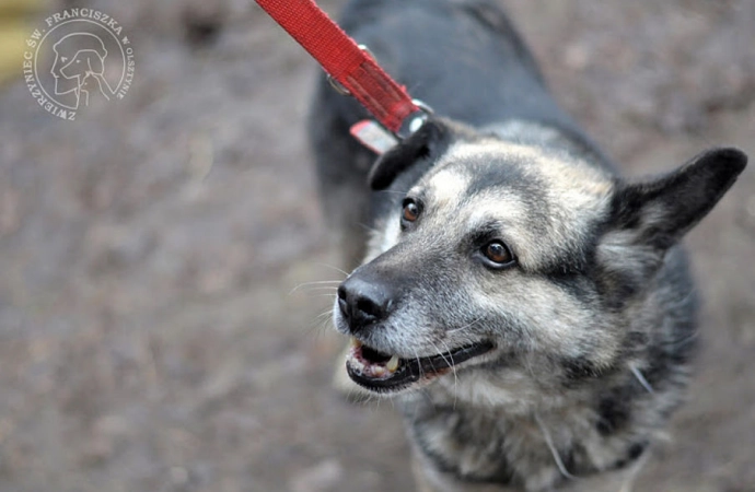 Samorządy z Warmii i Mazur pomogą bezdomnym zwierzętom